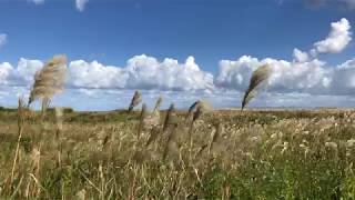 Hokkaido Pampas Grass [upl. by Willabella]