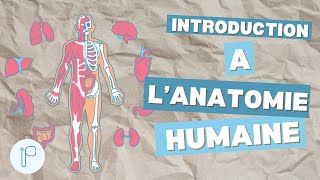 L’ introduction à l’anatomie première année médecine [upl. by Desma]