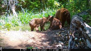 bear and two cubs 4Sep2024am [upl. by Mehalek]