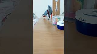 greyparrots africangrey njanenne malayalamchristiansongs [upl. by Xirtaeb]