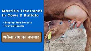 Mastitis Treatment In Cows  थनैला रोग का 100 उपचार [upl. by Davey640]