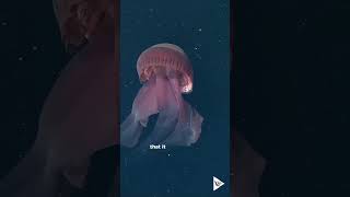 Super RARE Giant Phantom Jellyfish has been seen only 130 times EVER shorts deepsea [upl. by Aryl]