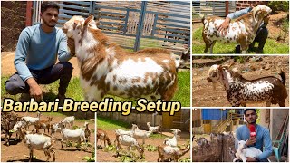 AlAamir Goat Farm Mangaon  Barbari Breeding Setup Breeders Bakri amp Kids [upl. by Ellinej23]