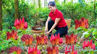 How to harvest Red Mushroom amp Go to the Market sell Harvesting and Cooking  Daily Life [upl. by Bonine]