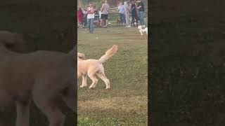 LOUVIE ENJOY AT PARK WITH HOS FRIENDS tibetanvlogershortsviraldogparkfundogloversparadisedogs [upl. by Johannah]