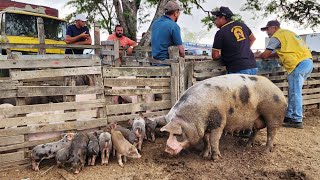 PORCA PARIDA EM CACHOEIRINHAPE ALÉM DE CAPRINOS E OVINOS 24102024 nordeste [upl. by Bea]