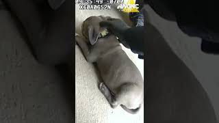 VIDEO Narcan given to puppy after accidental fentanyl OD [upl. by Nilhsa]