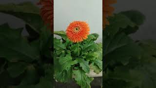 Orange Gerbera Medium gerberaflower flowers gerbera [upl. by Latton]