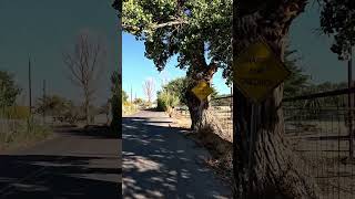 Rio Grande Cottonwoods Sandhill Cranes Peralta NM [upl. by Kin]