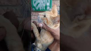 Cati ki Class le li Aaj🥰cat cutecat catlover catvideos [upl. by Ddet]