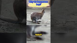 Why do kangaroos hop   animal facts animal animals [upl. by Adnilim655]