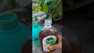 plants ke fungus me Dettol ka applygardening youtubeshorts plants [upl. by Atnoed]