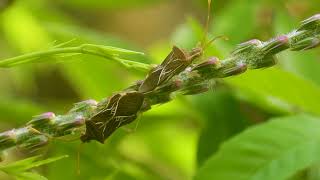 MACRO Short  Bugs World  Insects Life  4KUHD Video MACRO VIDEOGRAPHY  BUGS LIFE [upl. by Ahsimin374]