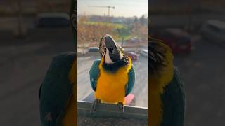 Устал летать 🥰 parrot cute animals nature funny funnyanimals love zoo pets birds macaw [upl. by Cumine547]