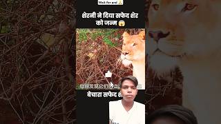 नन्हे शेर के बच्चे खेल रहे थे लेकिन 😱  short movie lion part01 entertainment ytshorts yt [upl. by Htebharas]