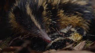 Baby Tenrecs Feast on a Buffet of Worms After a Storm [upl. by Zelma437]