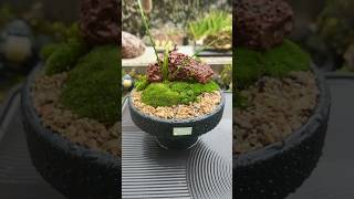 Terrarium Made in 🥣 terrarium decoration [upl. by Ecirtael]