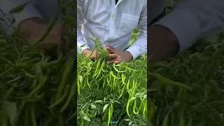 New technique for growing chilli plants chilli chilligrafting farming viral shorts [upl. by Cormack206]