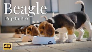 Beagle stories  from puppy to active dog [upl. by Oivat]