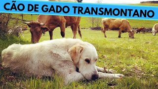 Cão de Gado Transmontano  Transmontano Mastiff  Facts and Information [upl. by Arreyt]