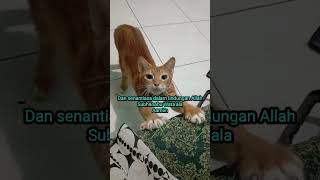 Doa Jono untuk Mami ❤ kucinglucu endangtriana endangtrianaofficial videoshort catlover [upl. by Longan]