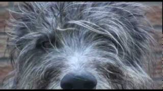 deerhounds for stirlingmov [upl. by Woo]