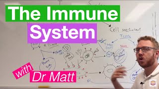 The Immune System Overview [upl. by Anyar]