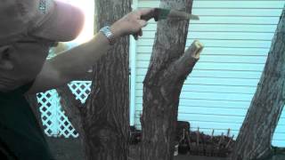 Removing a Tree Limb without Damage [upl. by Semadar]