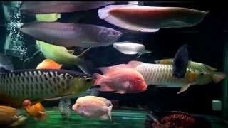 大型魚混泳水槽  Tambaqui RTGRedBlackAlbino Silver Arowana amp My HybridAmerican Cichlids Comm Tank [upl. by Yerdna397]