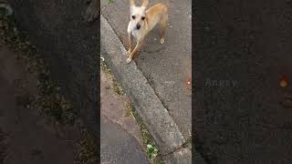 PINSCHER 🔥 Pinscher Barking dogshorts [upl. by Deane867]