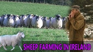 Sheep Farming in Ireland  Rare Breeds of Sheep [upl. by Eylhsa]