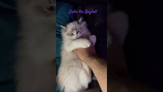 Zeeba the Ragdoll Boosting My Morning Serotonin Levels 🐈 [upl. by Guyer92]