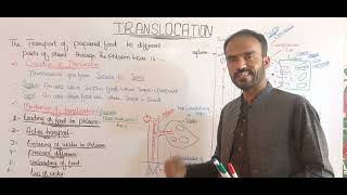 what is source and sink  translocation in Urdo Hindi by sohail khan kakar [upl. by Bab]