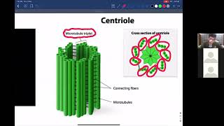 Centrioles  Cell structure AS Biology [upl. by Hnahym]