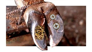 Cut Trim and Cleaning  Screw with Wood WAS STUCK IN cows hoof EP2 [upl. by Peedus181]