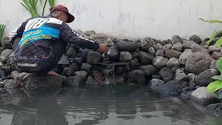 PROSES PEMBUATAN KOLAM KOI NATURAL BERSAMA DADANG ARDIAN SAPUTRA 08 naturalpond pecintakoi koi [upl. by Brice]