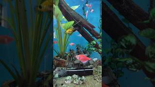 Golden Fish and Shark  Fresh water fishes goldfish sharktank [upl. by Crawford28]