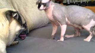 Sphynx cat playing with pug [upl. by Cuthburt805]