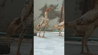 Shamo breeder pair shamo oshamo ohshamo shamoaseel youtubefeed youtube shorts trending bird [upl. by Anec]