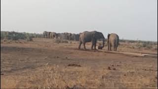 wildlifekrugernationalparkelephantsdrinkingwaterviralvideosouthafrica [upl. by Nnarual]