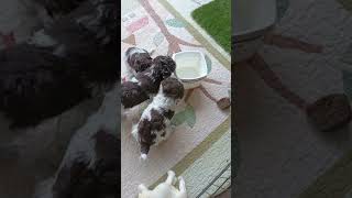 Lagotto puppies lagotto lagottoromagnolo puppy snacks dog cute [upl. by Arlynne]