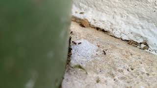 Ants eat sugar [upl. by Zoes]