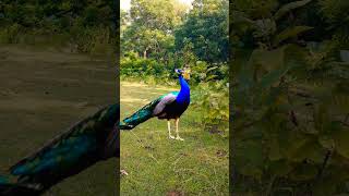 Beautiful peacock catching 😨youtube viralvideo shortsfeed birds shownfeed wildlife newgaming [upl. by Ahmed862]