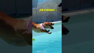 Me TRANSFORMO en sirena 🧜‍♀️😂 perrosalchicha teckel perros humor viral subscribe doglover [upl. by Aicileb]