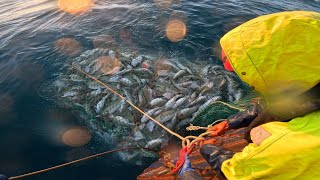 Danish seine fishing in Iceland [upl. by Llertram]