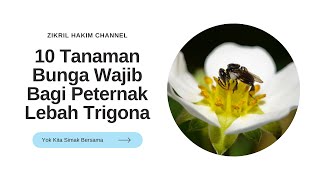 10 tanaman bunga wajib bagi peternak lebah trigona  lebah kelulut Klanceng  Zikril Hakim Channel [upl. by Chiaki]