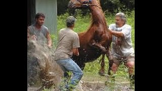 Cómo Recuperar o Salvar un Caballo Maltratado y Violentado  TvAgro por Juan Gonzalo Angel [upl. by Ltihcox]