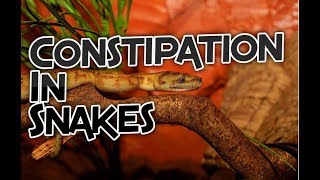 Constipation In Snakes Common Causes  Best Treatments [upl. by Eolhc]