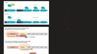 What is Lac Operon and Trp Operon What are the difference MCAT Biochemistry [upl. by Cher]