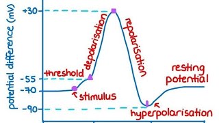 Action Potential part 23  Graphical representation for the process of action potential [upl. by Burnley72]